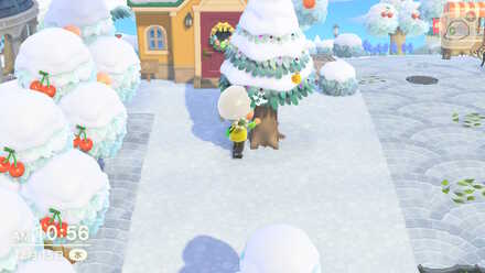 同じ針葉樹から集め続けられる