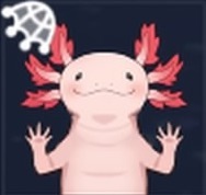 落日サンショウウオ画像