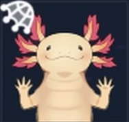 金サンショウウオ画像