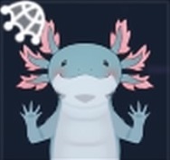 晴天サンショウウオ画像