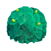 黄色いハイビスカスのなえ