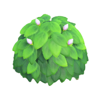 白いツツジのなえ