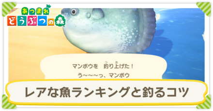 レアな魚ランキングと釣るコツ