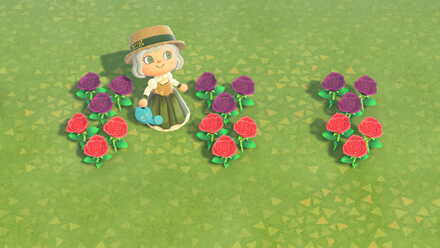 花同士を交配する