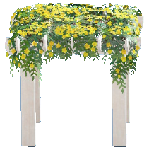 パーゴラのイエローフラワーの画像