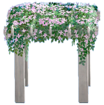 パーゴラのホワイトフラワーの画像