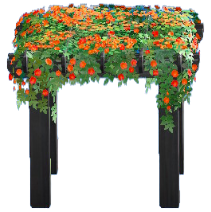 パーゴラのオレンジフラワーの画像