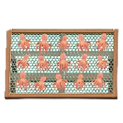 ひもののタコの画像