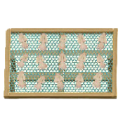 ひもののイカの画像