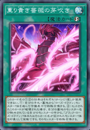 薫り貴き薔薇の芽吹き画像