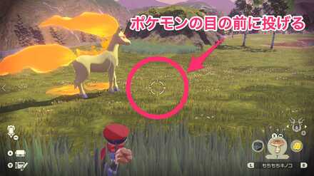 目の前に餌を投げる