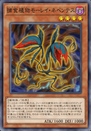 捕食植物モーレイ・ネペンテス画像