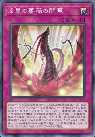 漆黒の薔薇の開華画像