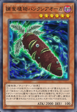 捕食植物バンクシアオーガの画像