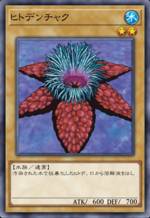 ヒトデンチャクの画像