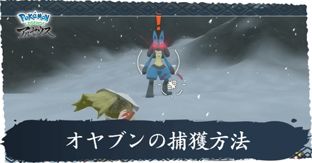 オヤブン捕獲