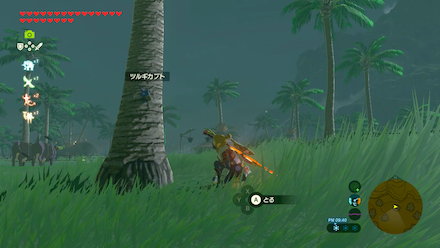 ツルギカブトの場所