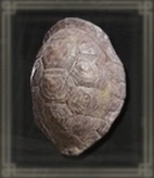 大亀の甲羅画像