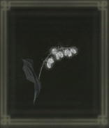 墓すずらん【1】画像