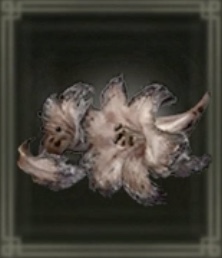 変色した落葉花画像