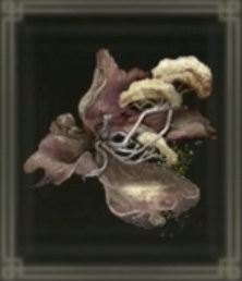 ミランダパウダー画像