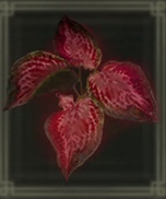 アルテリアの葉画像