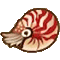 オウムガイ画像