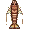 クルマエビ画像