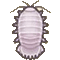 ダイオウグソクムシ画像