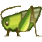 キリギリス画像