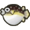 フグ画像