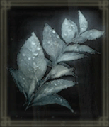 夜露のヘルバ画像