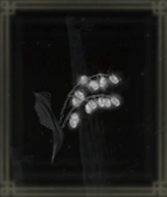 墓すずらん【2】画像