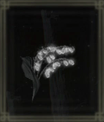 墓すずらん【3】画像