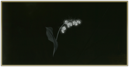 墓すずらんの入手場所