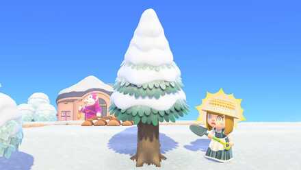 針葉樹植え替え