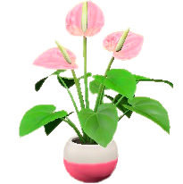 アンスリウムのピンクの画像