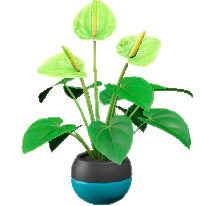 アンスリウムのグリーンの画像