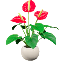 アンスリウム画像