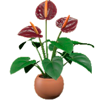 アンスリウムのワインレッドの画像