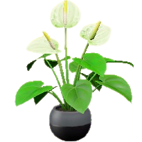 アンスリウムのホワイトの画像