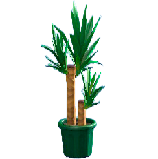 ユッカのグリーンの画像