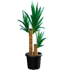 ユッカのブラックの画像