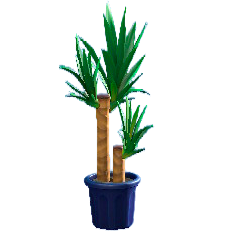 ユッカのブルーの画像