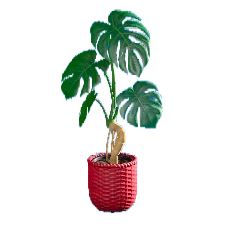 モンステラのレッドの画像