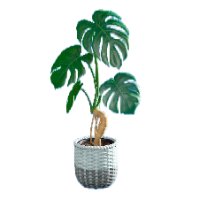 モンステラのホワイトの画像