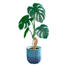 モンステラのブルーの画像