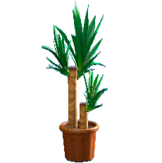 ユッカのブラウンの画像