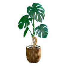 モンステラのブラウンの画像