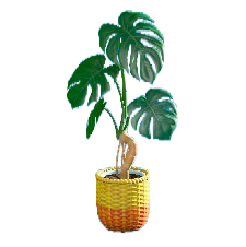 モンステラのイエローの画像